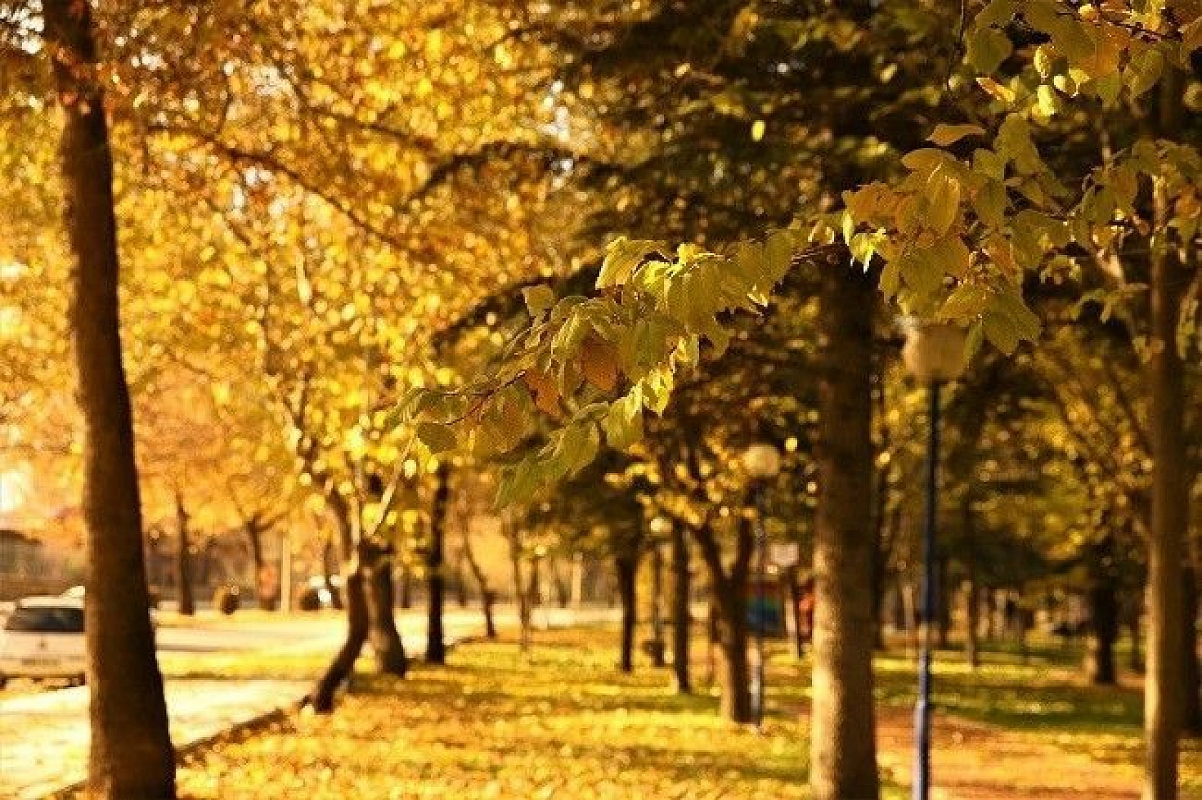 Elazığ'da sonbaharın son demleri görsel şölen oluşturuyor