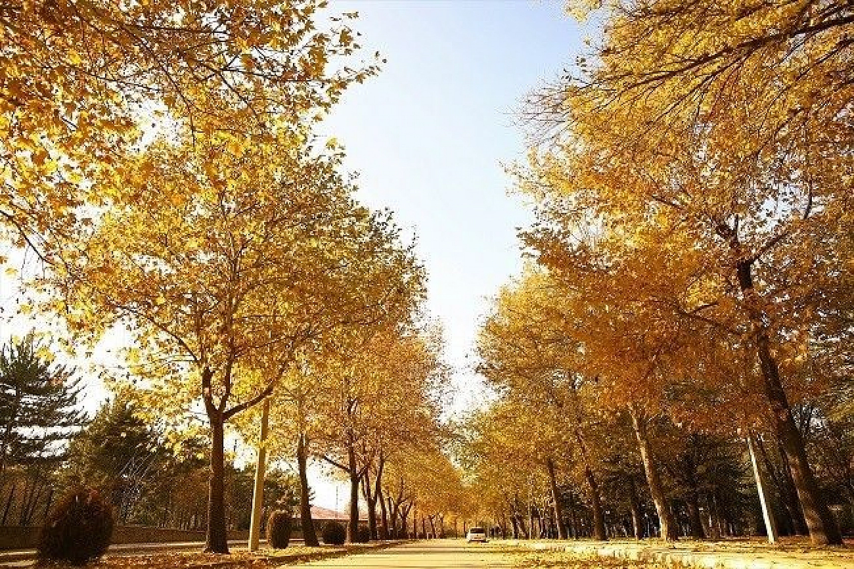 Elazığ'da sonbaharın son demleri görsel şölen oluşturuyor