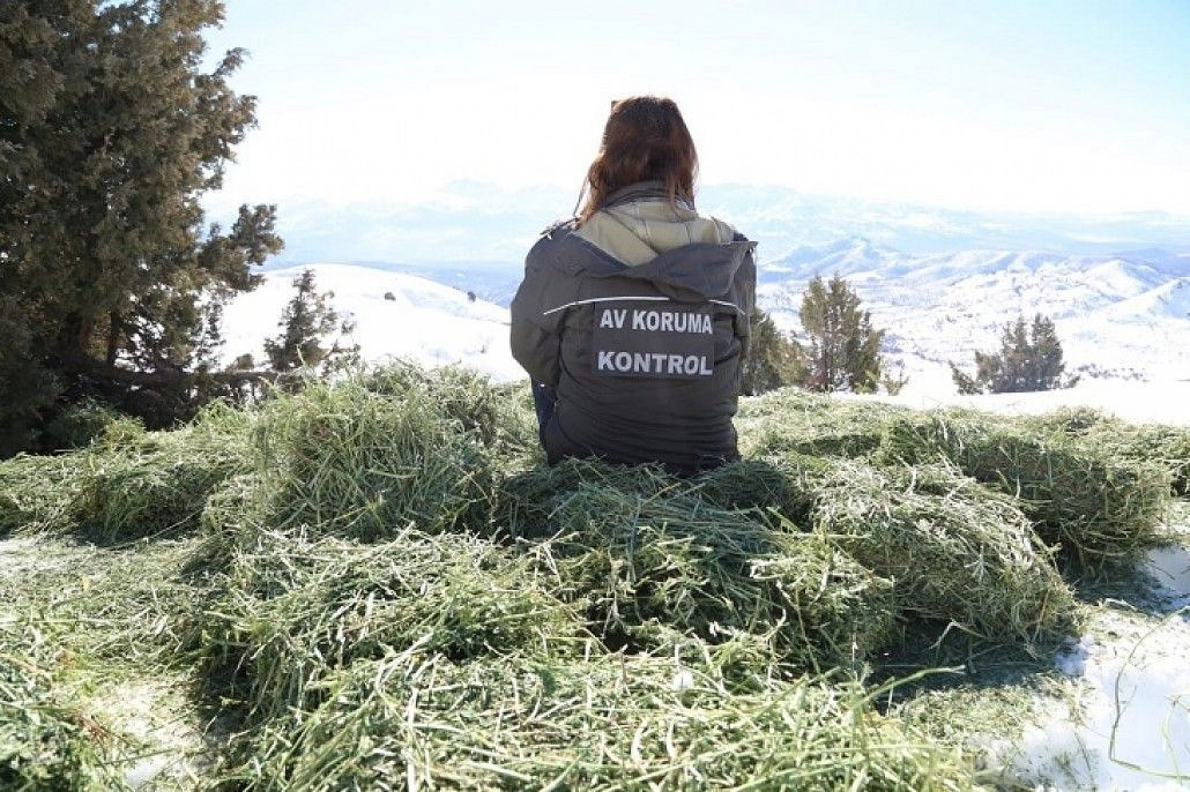 Doğaya bırakılan yemleri yiyen yaban keçileri ve kuşlar görüntülendi