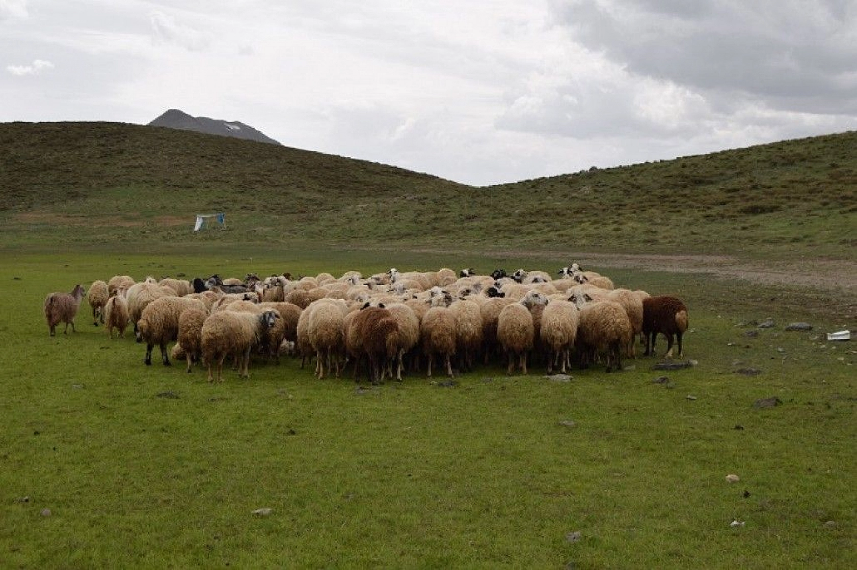 Elazığ'ın kalp gölü Bervi kurudu, hayvanlara otlak oldu
