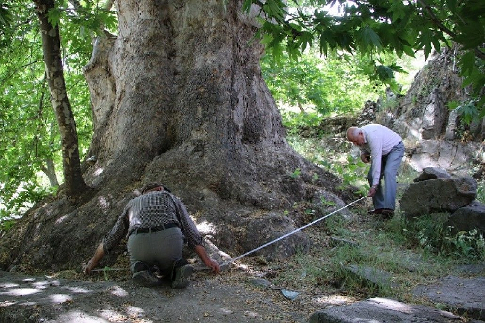 Tam bin yıllık çınar, 22 metre gövdeye sahip