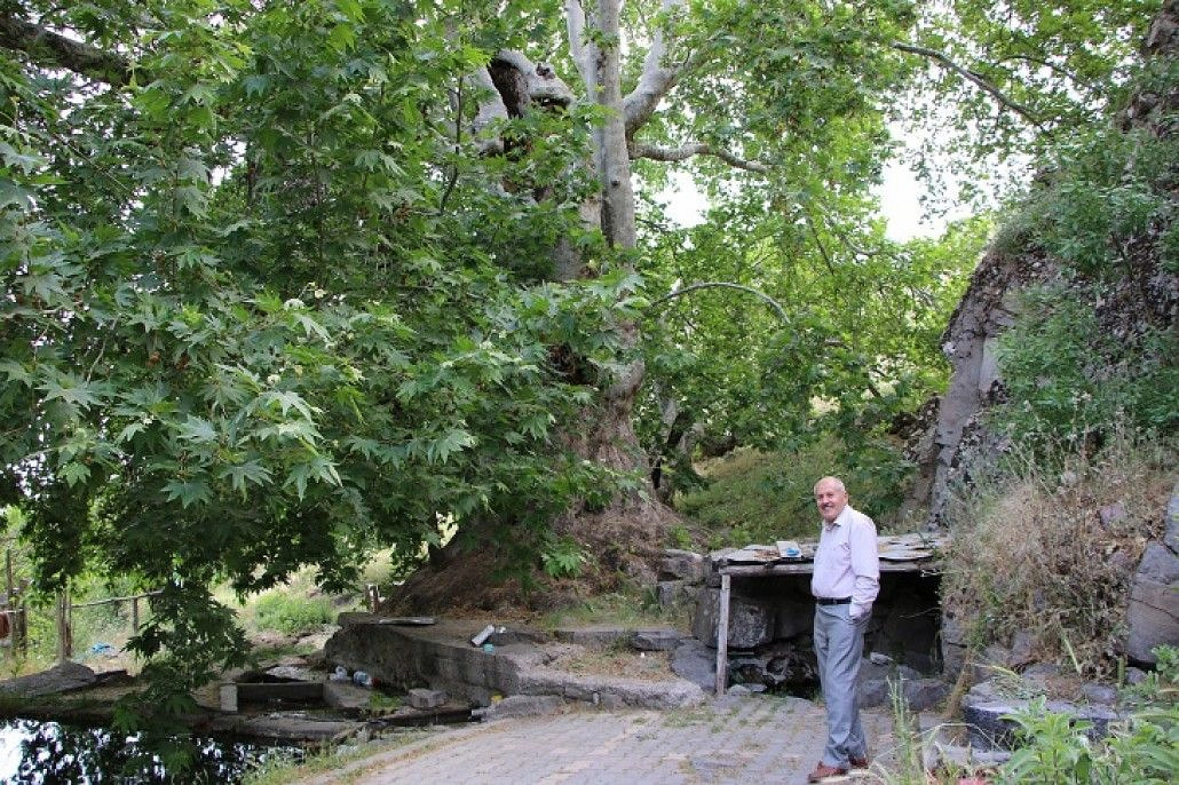 Tam bin yıllık çınar, 22 metre gövdeye sahip