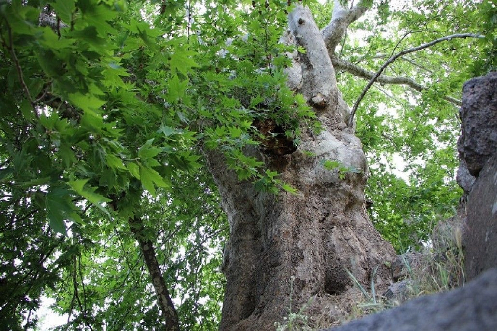 Tam bin yıllık çınar, 22 metre gövdeye sahip
