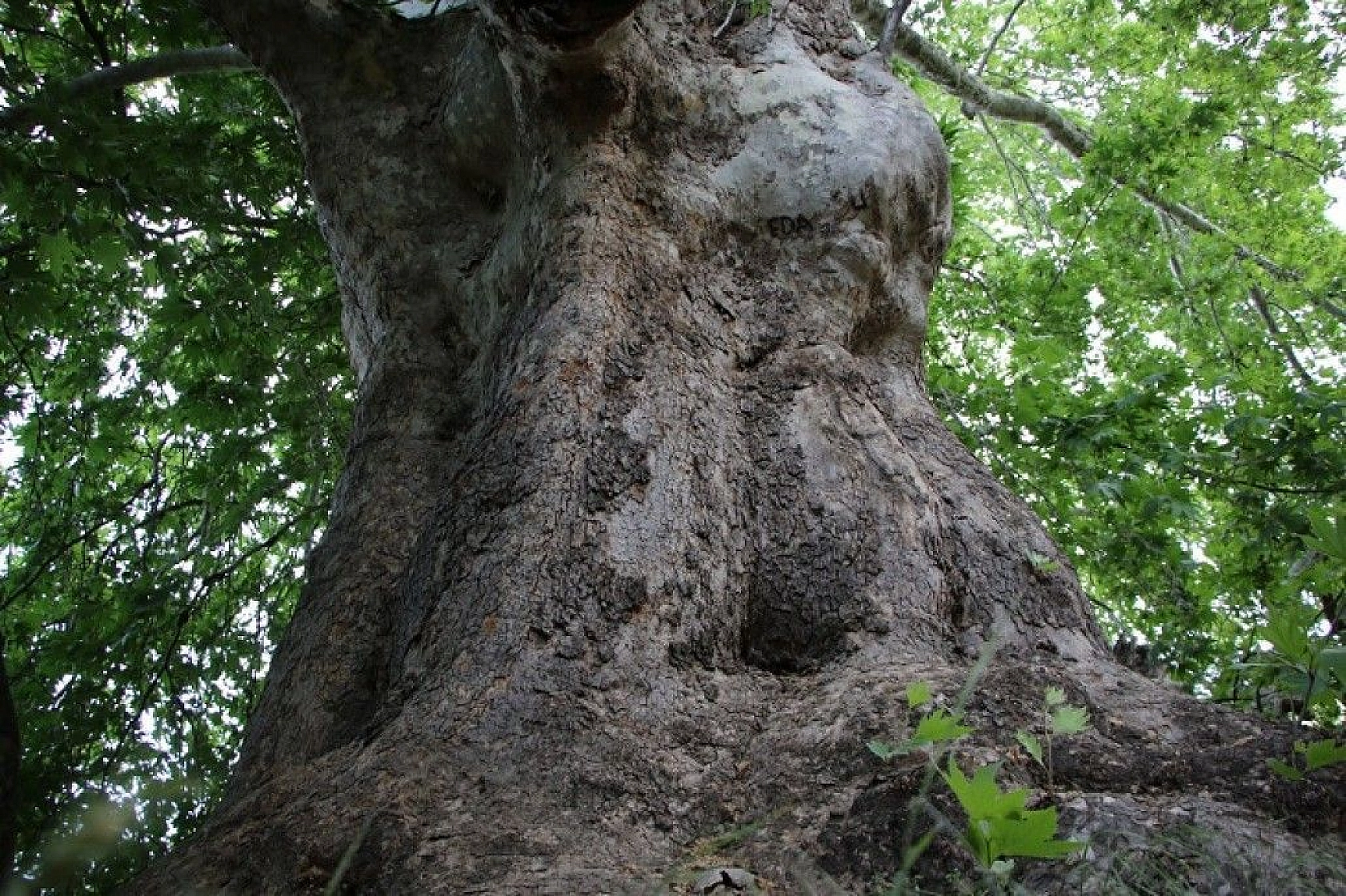 Tam bin yıllık çınar, 22 metre gövdeye sahip