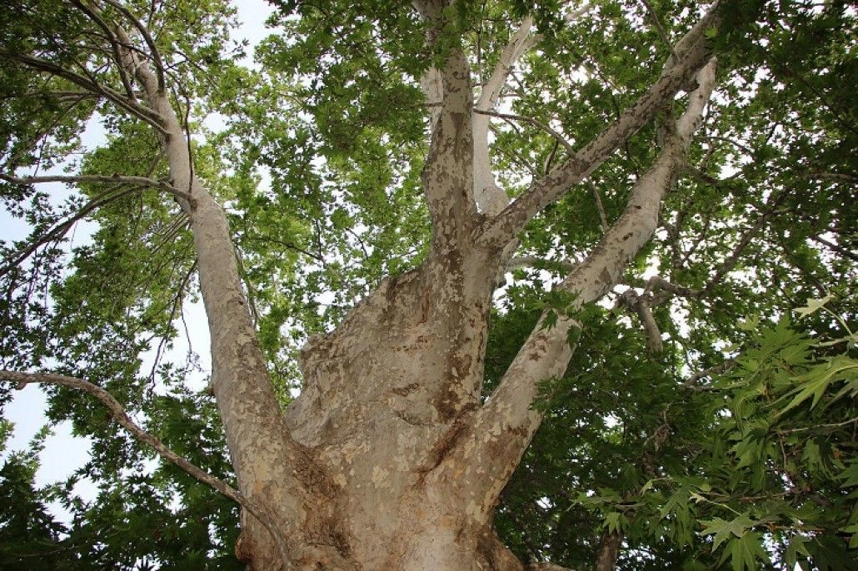 Tam bin yıllık çınar, 22 metre gövdeye sahip