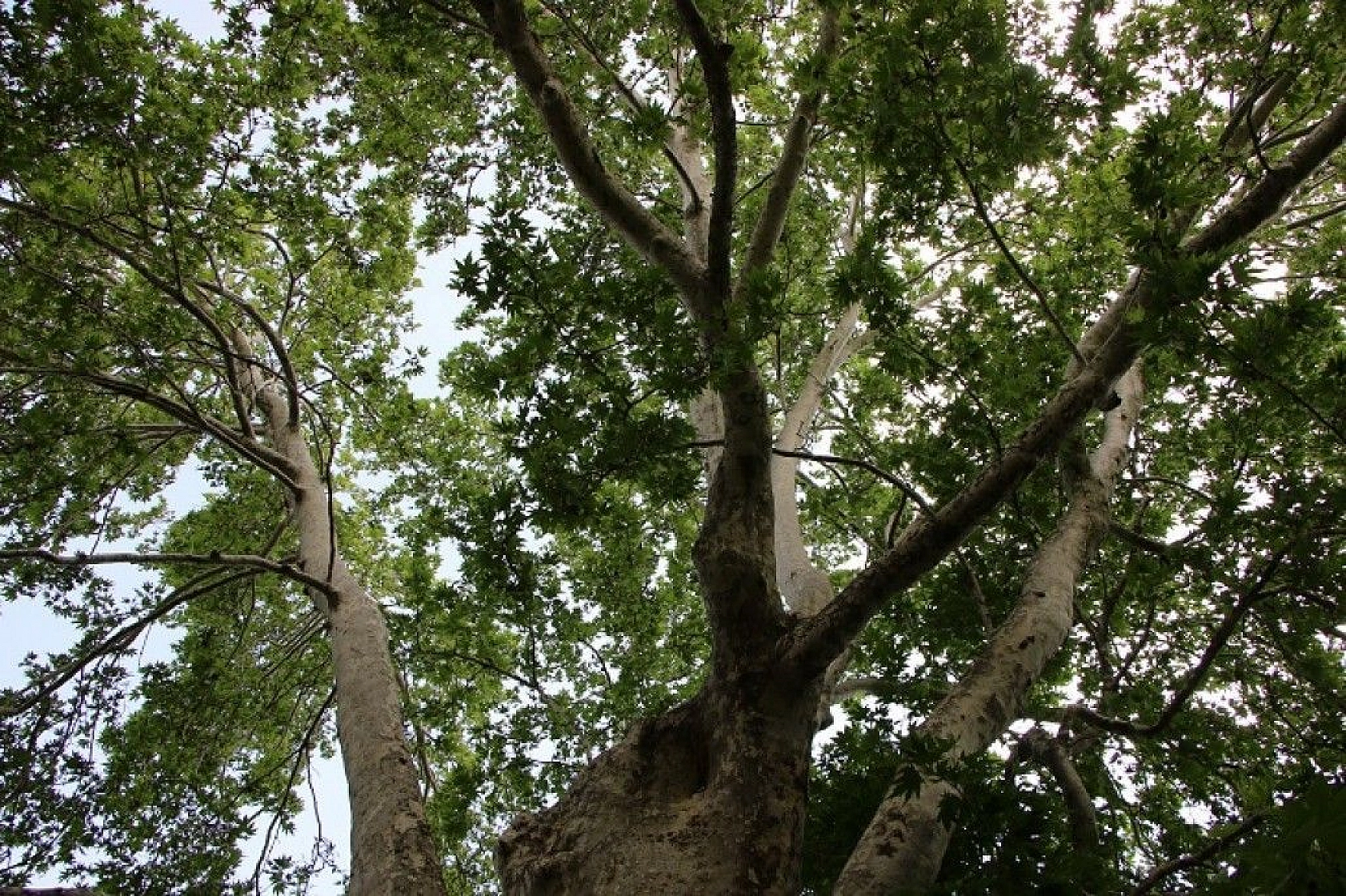Tam bin yıllık çınar, 22 metre gövdeye sahip