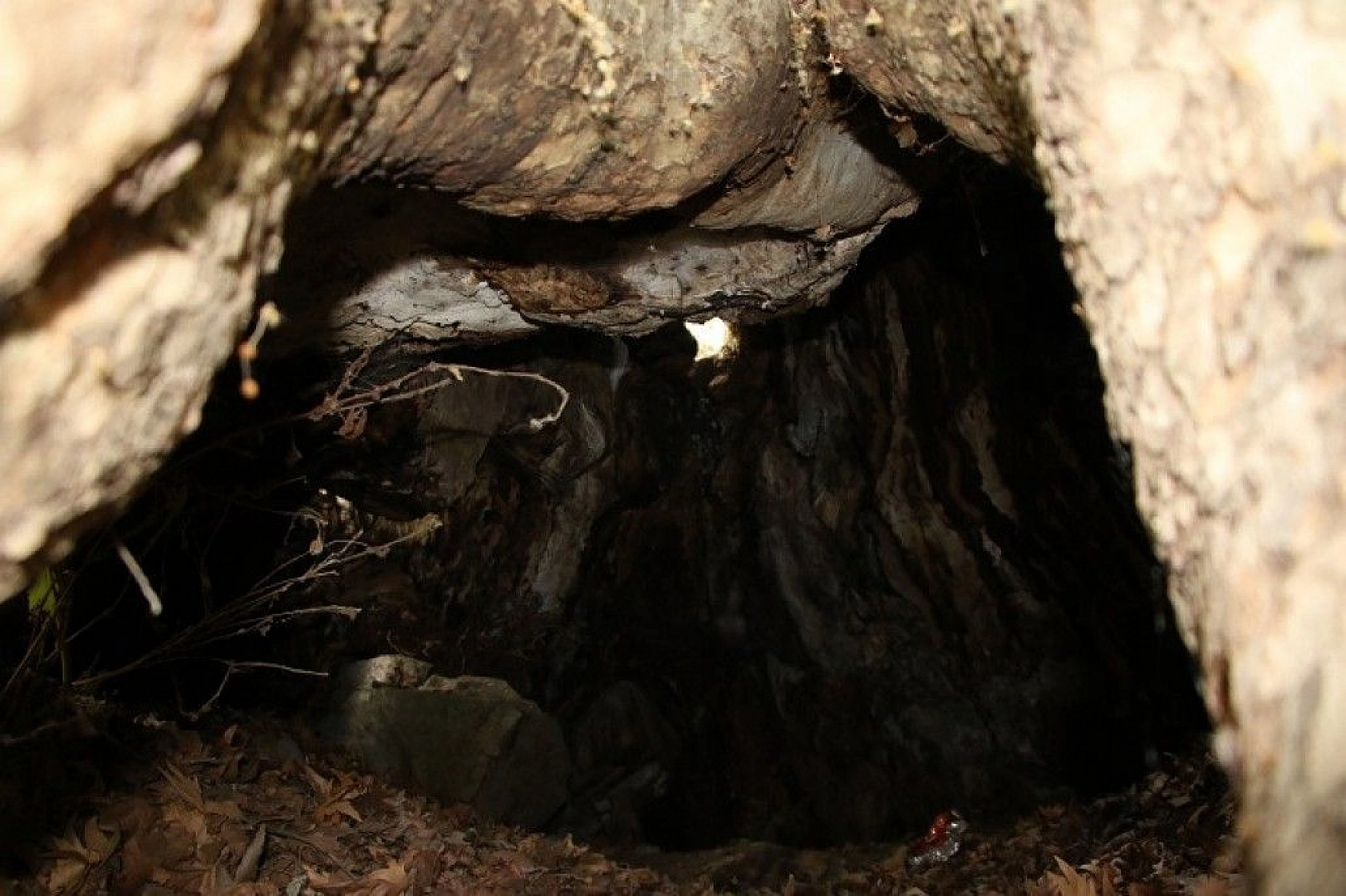 Tam bin yıllık çınar, 22 metre gövdeye sahip