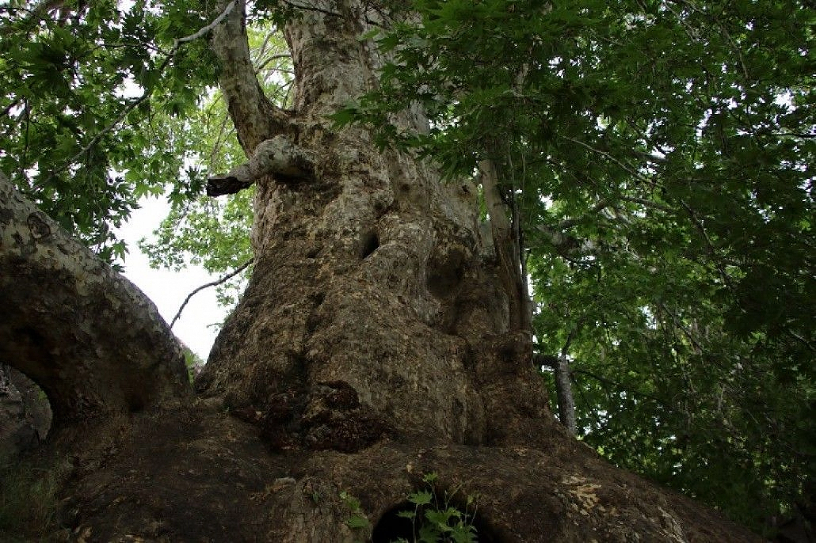 Tam bin yıllık çınar, 22 metre gövdeye sahip