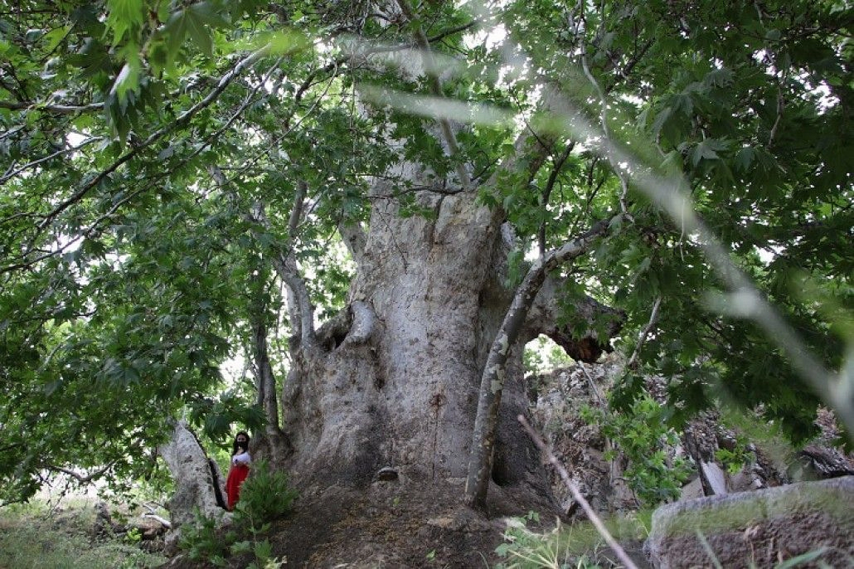 Tam bin yıllık çınar, 22 metre gövdeye sahip