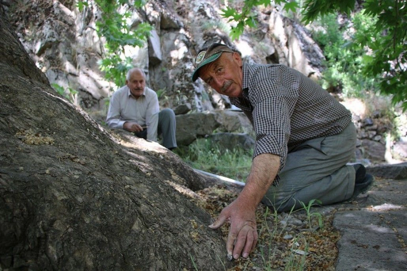 Tam bin yıllık çınar, 22 metre gövdeye sahip