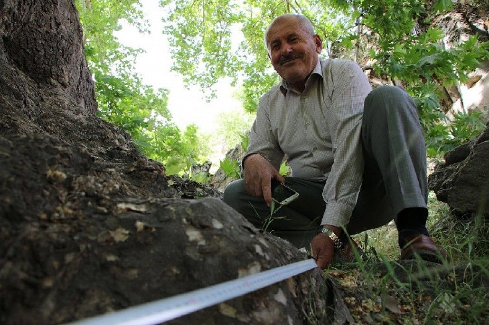 Tam bin yıllık çınar, 22 metre gövdeye sahip