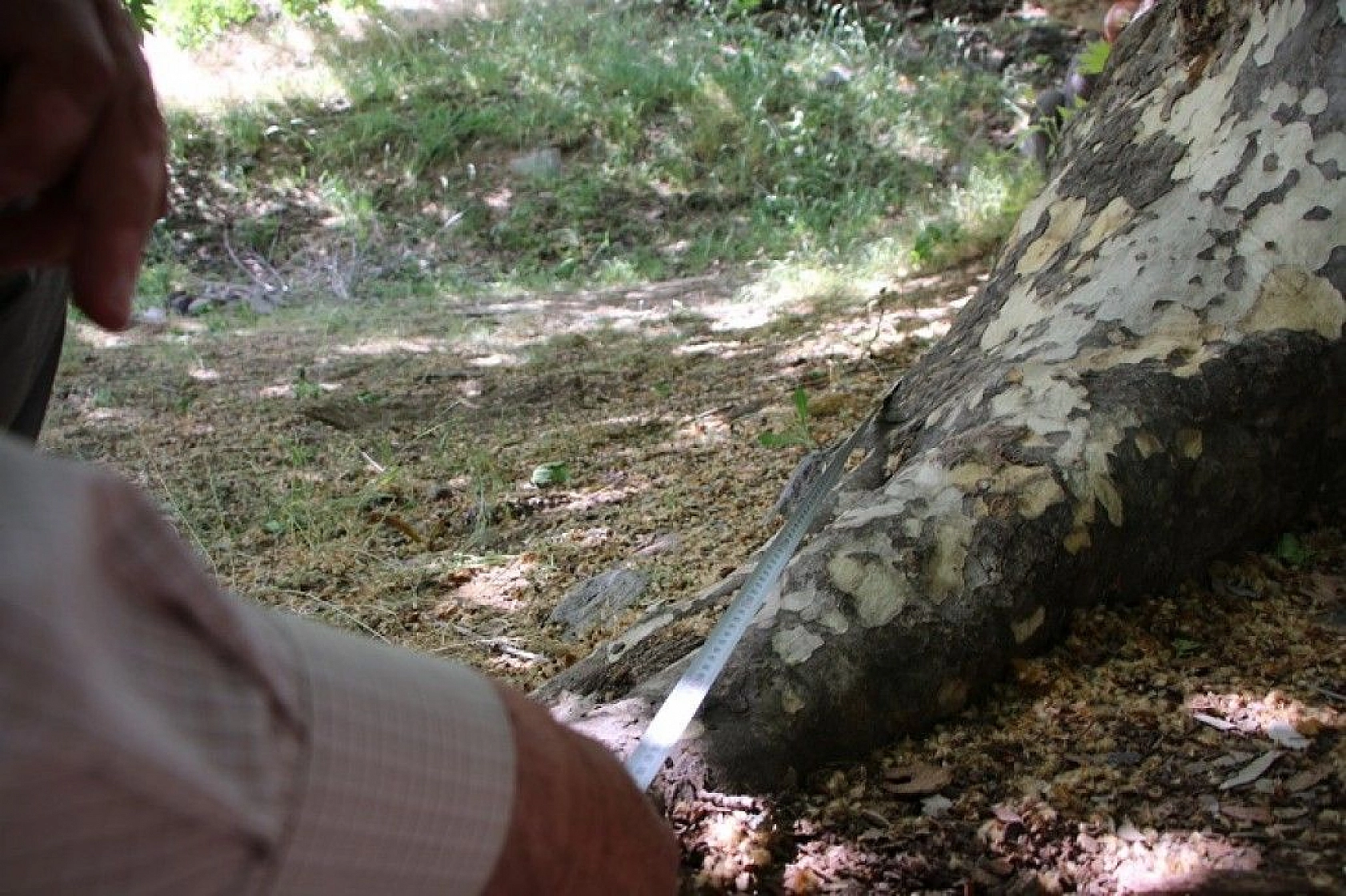 Tam bin yıllık çınar, 22 metre gövdeye sahip