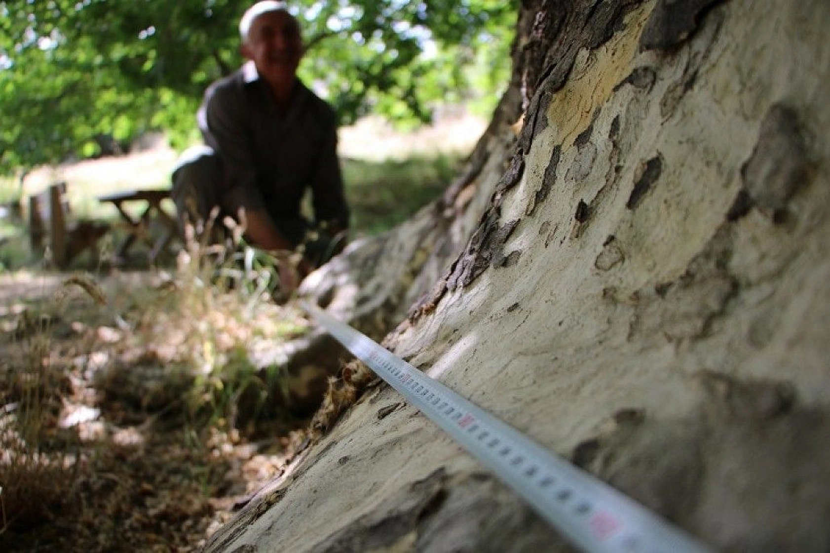 Tam bin yıllık çınar, 22 metre gövdeye sahip