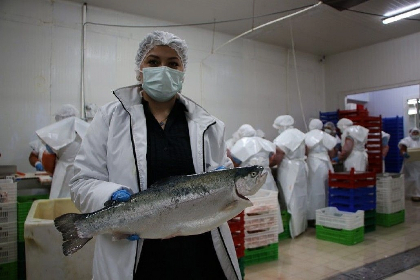Türkiye'nin üretim merkezi Elazığ'dan dünyaya Türk Somonu