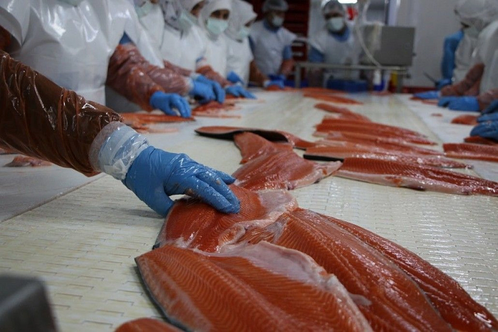 Türkiye'nin üretim merkezi Elazığ'dan dünyaya Türk Somonu