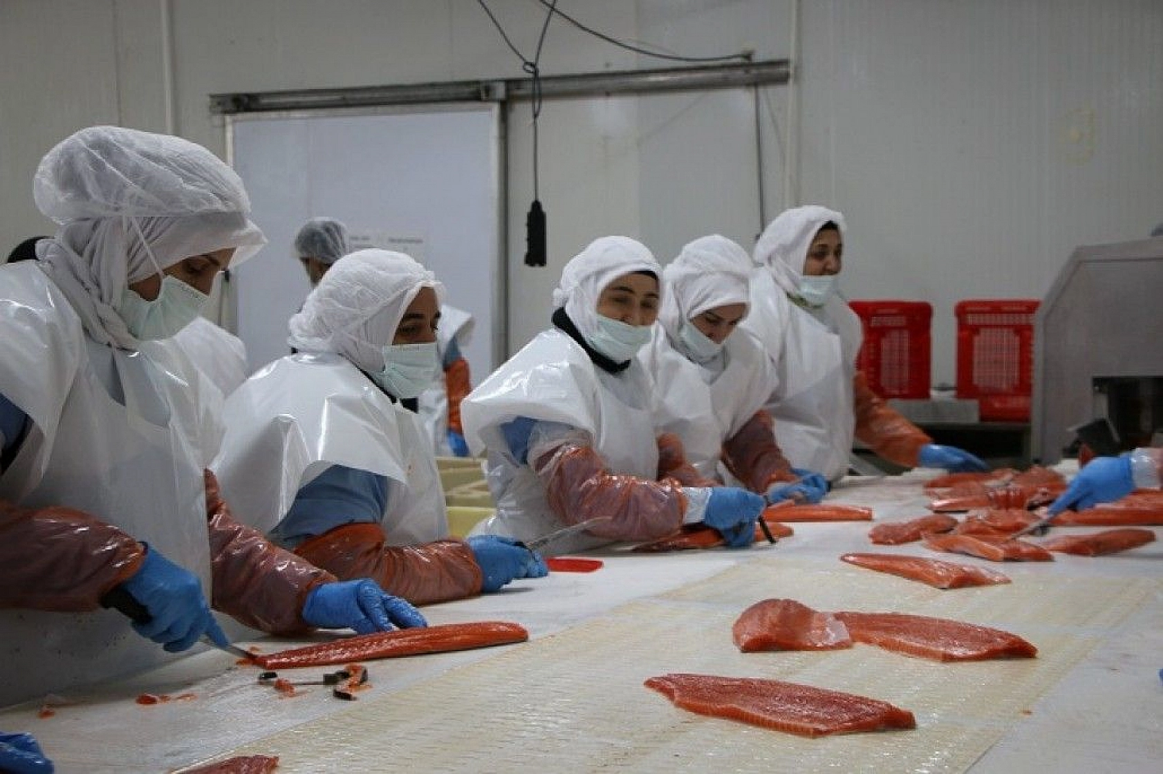 Türkiye'nin üretim merkezi Elazığ'dan dünyaya Türk Somonu