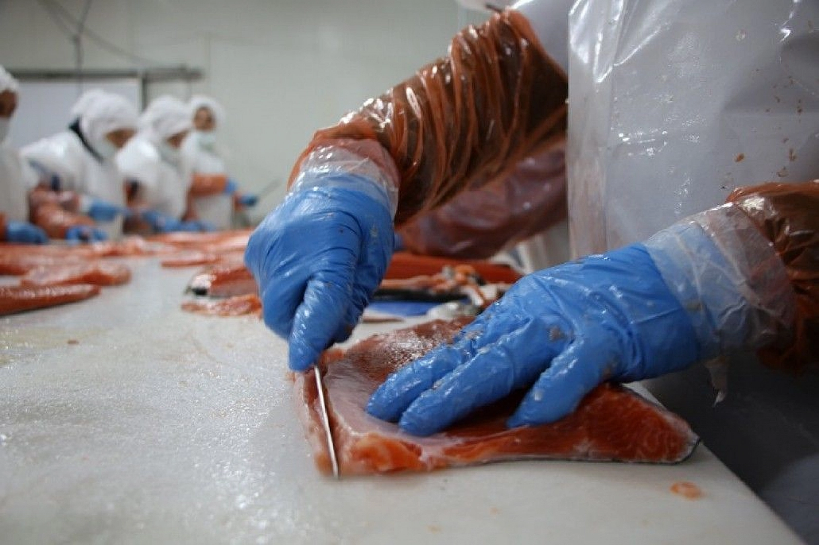 Türkiye'nin üretim merkezi Elazığ'dan dünyaya Türk Somonu