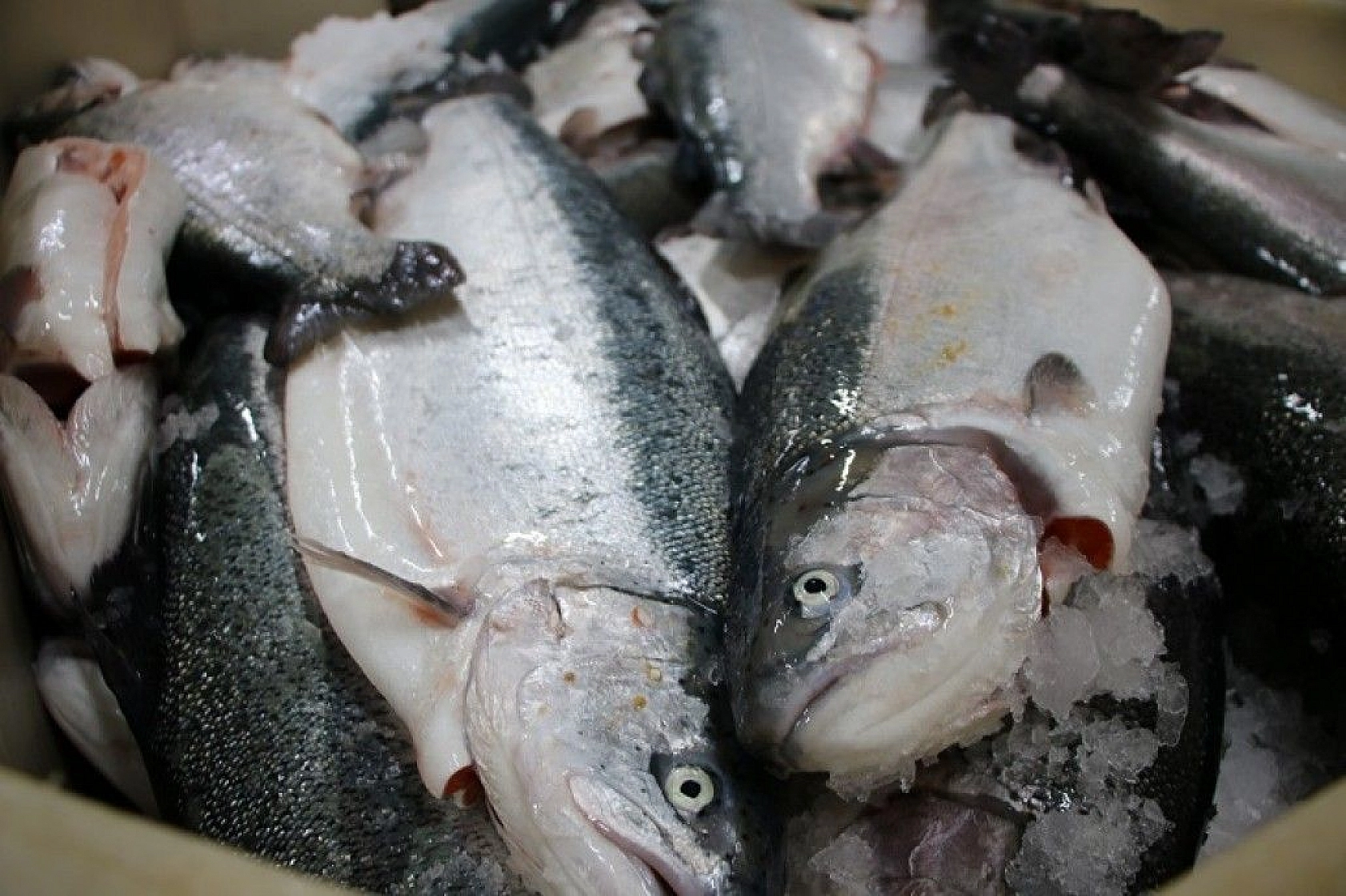 Türkiye'nin üretim merkezi Elazığ'dan dünyaya Türk Somonu