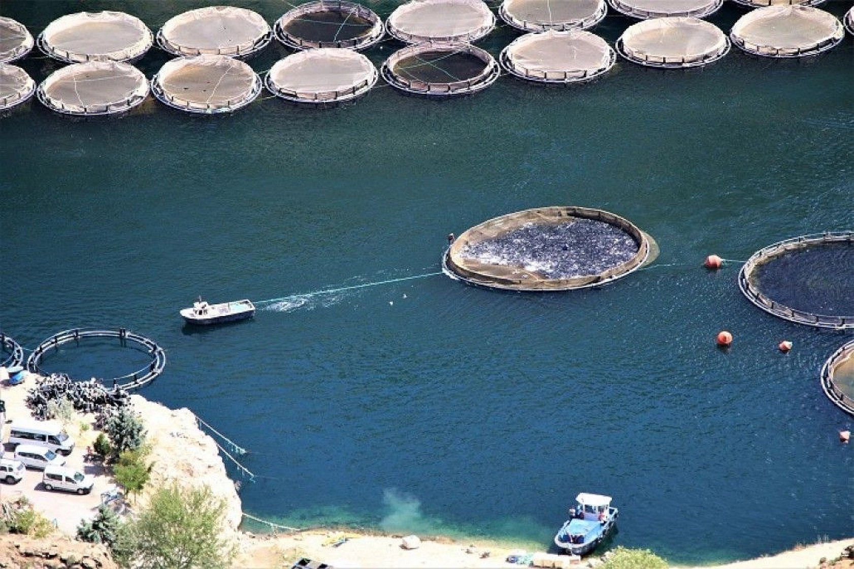 Türkiye'nin üretim merkezi Elazığ'dan dünyaya Türk Somonu