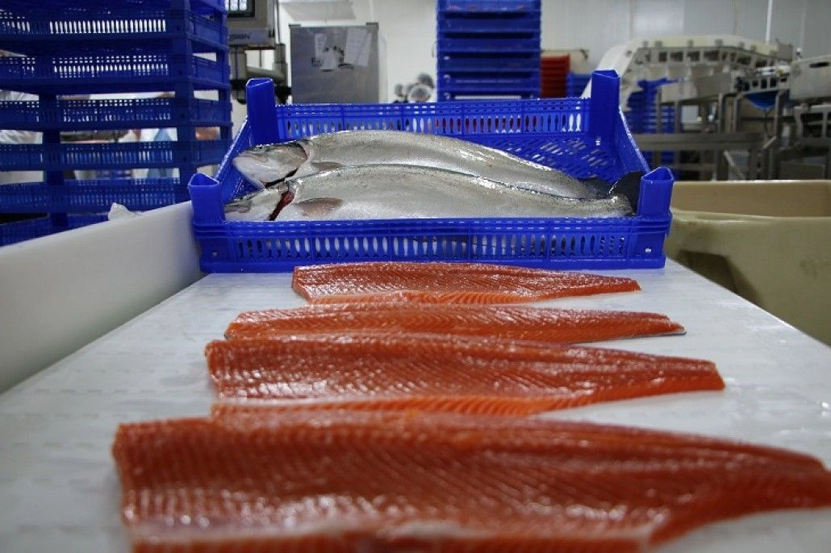 Türkiye'nin üretim merkezi Elazığ'dan dünyaya Türk Somonu