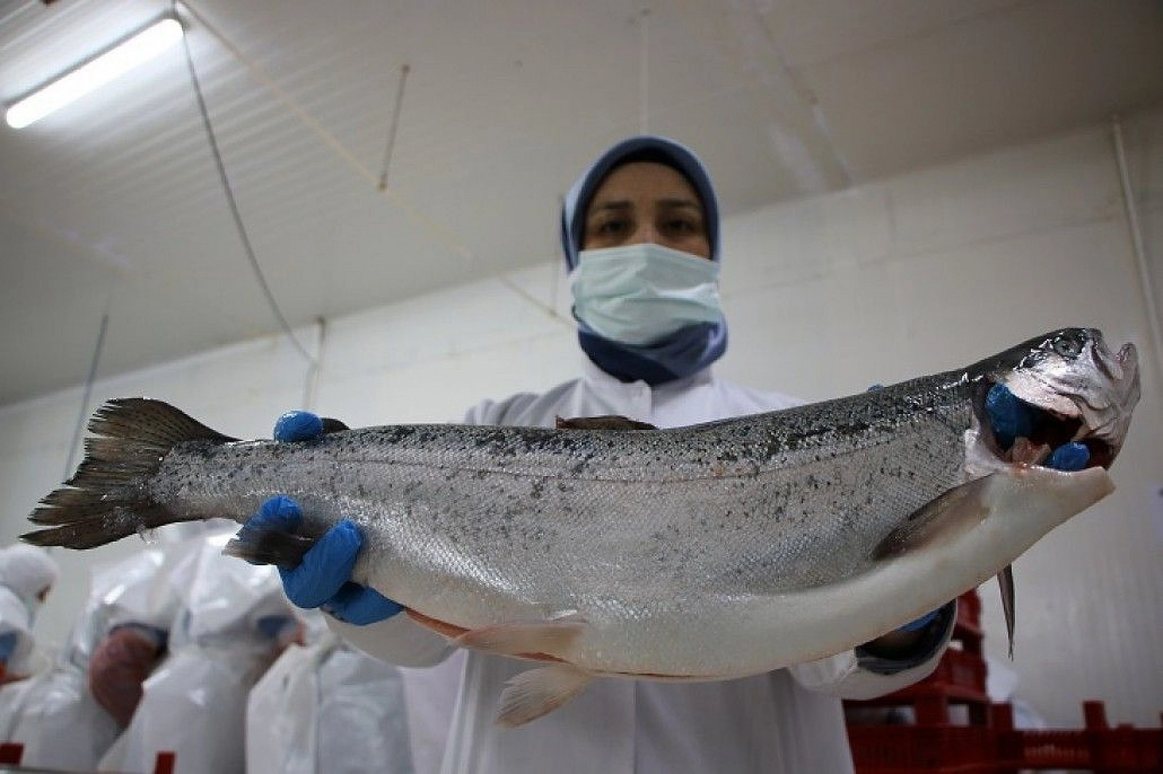 Türkiye'nin üretim merkezi Elazığ'dan dünyaya Türk Somonu