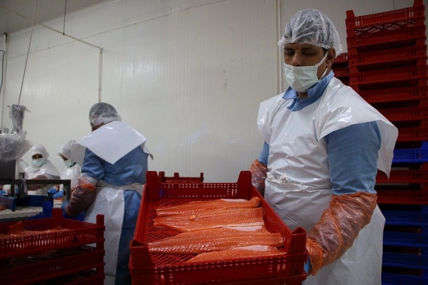 Türkiye'nin üretim merkezi Elazığ'dan dünyaya Türk Somonu