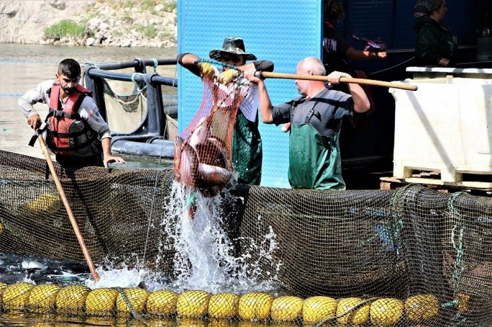 Türkiye'nin üretim merkezi Elazığ'dan dünyaya Türk Somonu