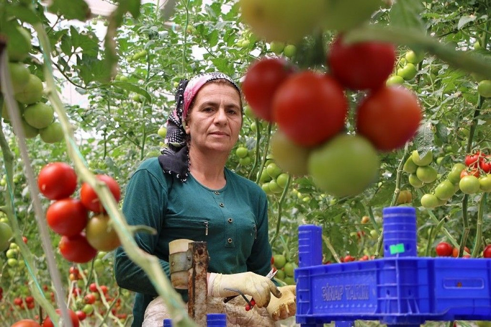 Topraksız tarım hem kadınlara iş kapısı oldu, hem de yılın 10 ayında üretim yapılmaya başlandı