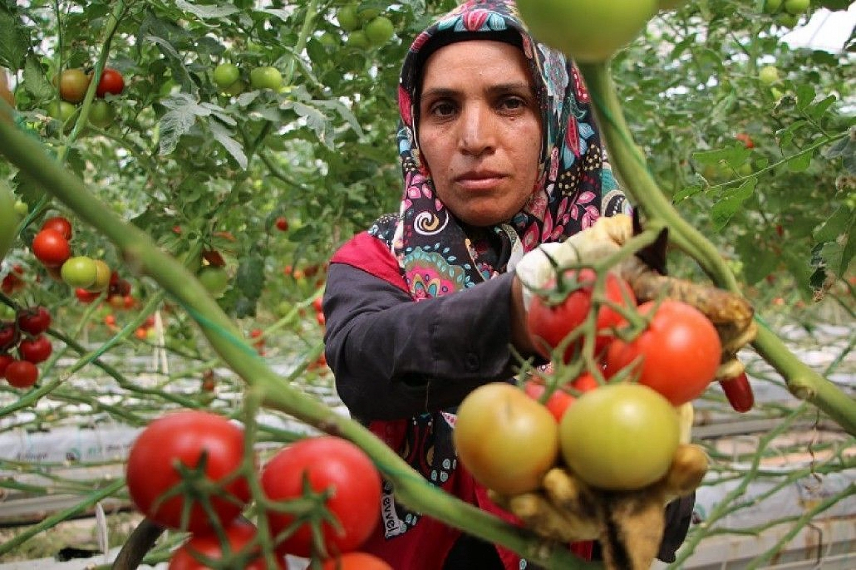 Topraksız tarım hem kadınlara iş kapısı oldu, hem de yılın 10 ayında üretim yapılmaya başlandı