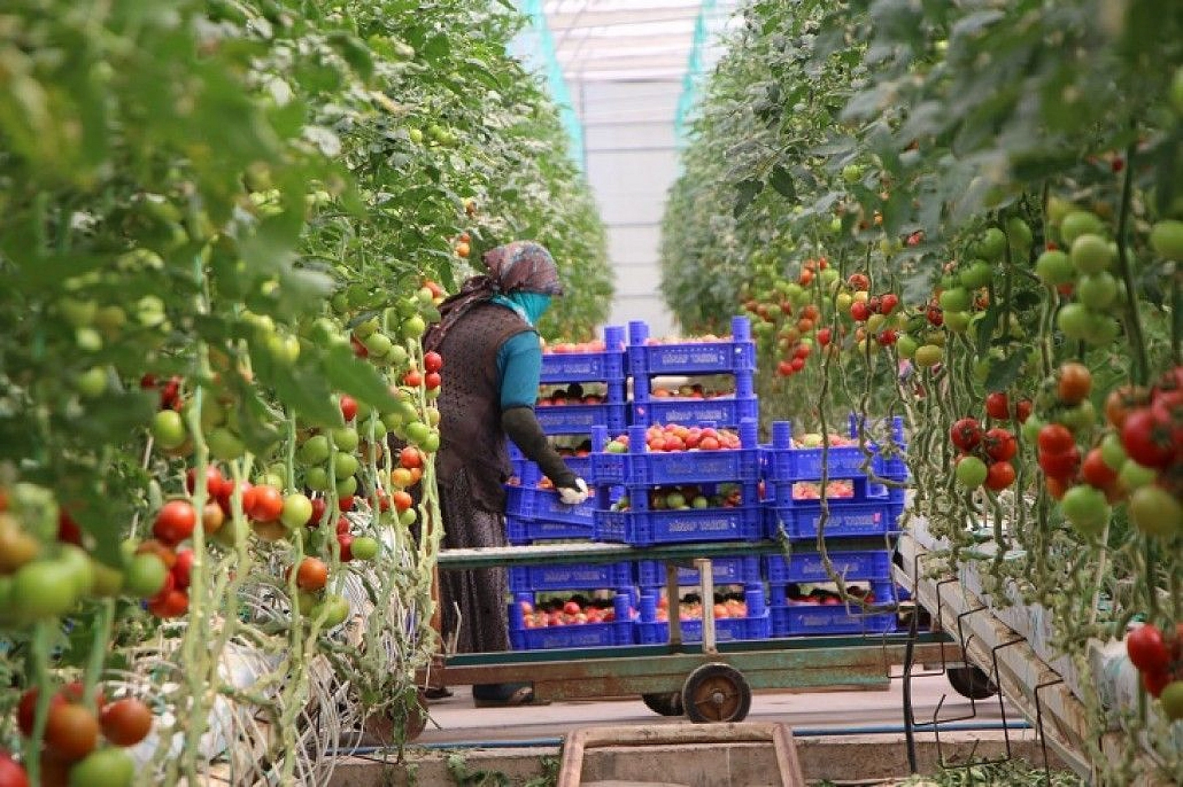 Topraksız tarım hem kadınlara iş kapısı oldu, hem de yılın 10 ayında üretim yapılmaya başlandı