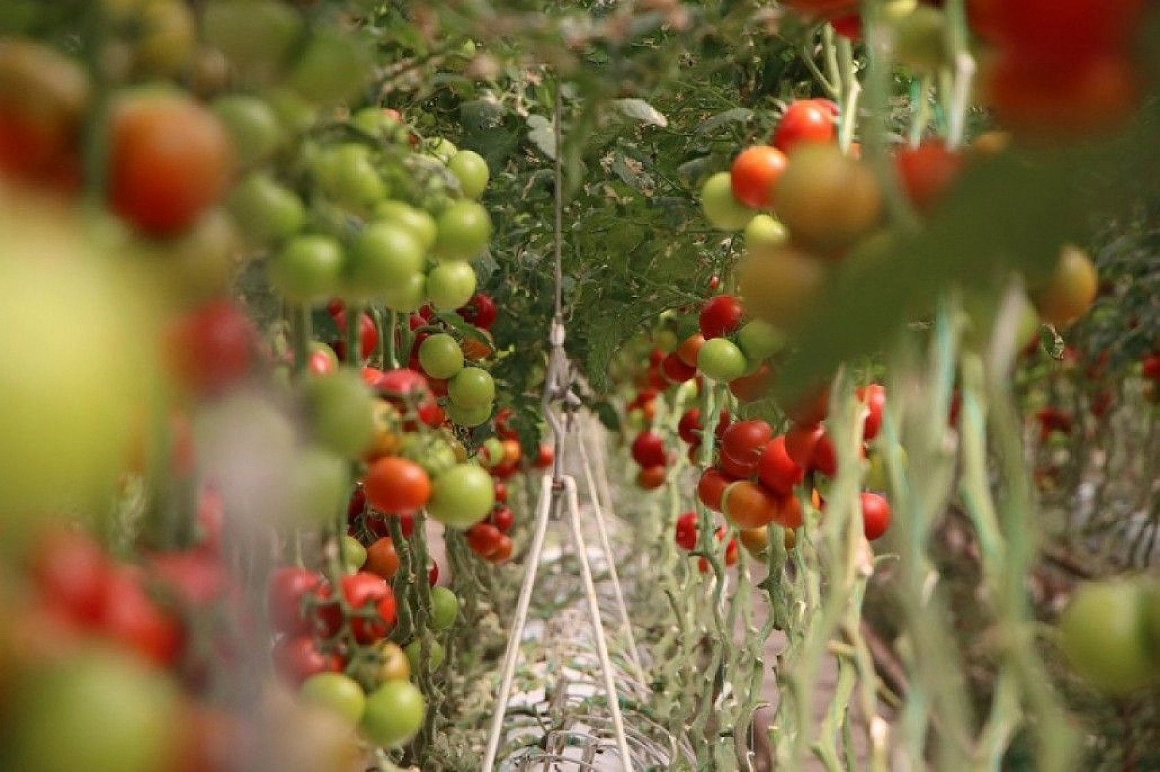 Topraksız tarım hem kadınlara iş kapısı oldu, hem de yılın 10 ayında üretim yapılmaya başlandı