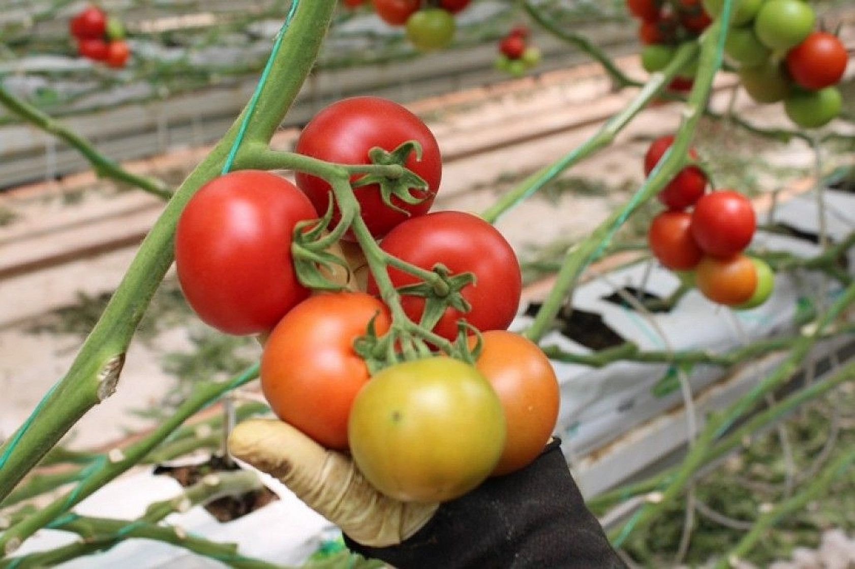 Topraksız tarım hem kadınlara iş kapısı oldu, hem de yılın 10 ayında üretim yapılmaya başlandı