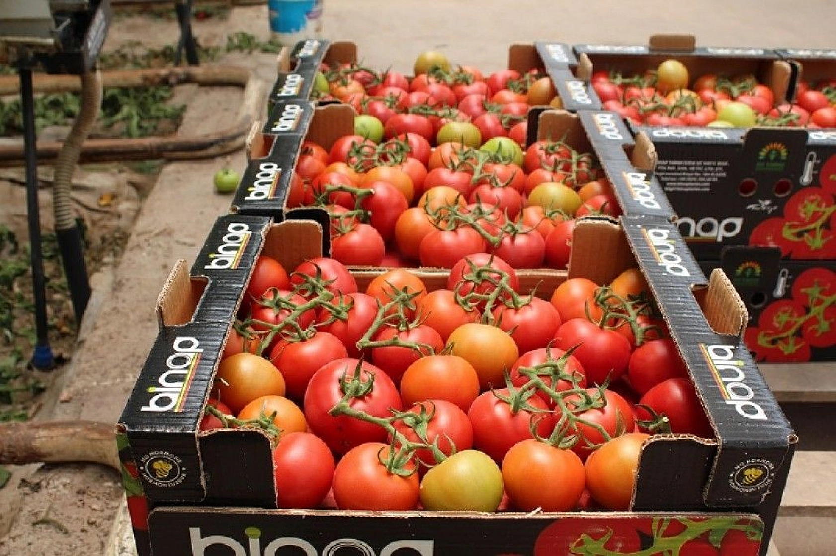 Topraksız tarım hem kadınlara iş kapısı oldu, hem de yılın 10 ayında üretim yapılmaya başlandı