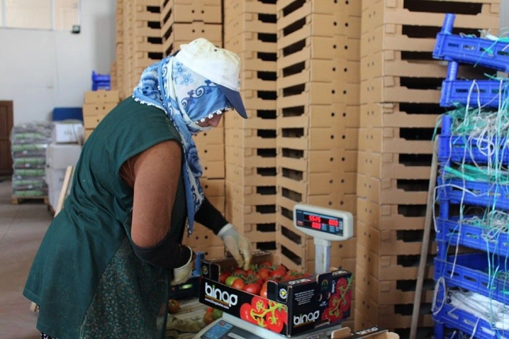 Topraksız tarım hem kadınlara iş kapısı oldu, hem de yılın 10 ayında üretim yapılmaya başlandı