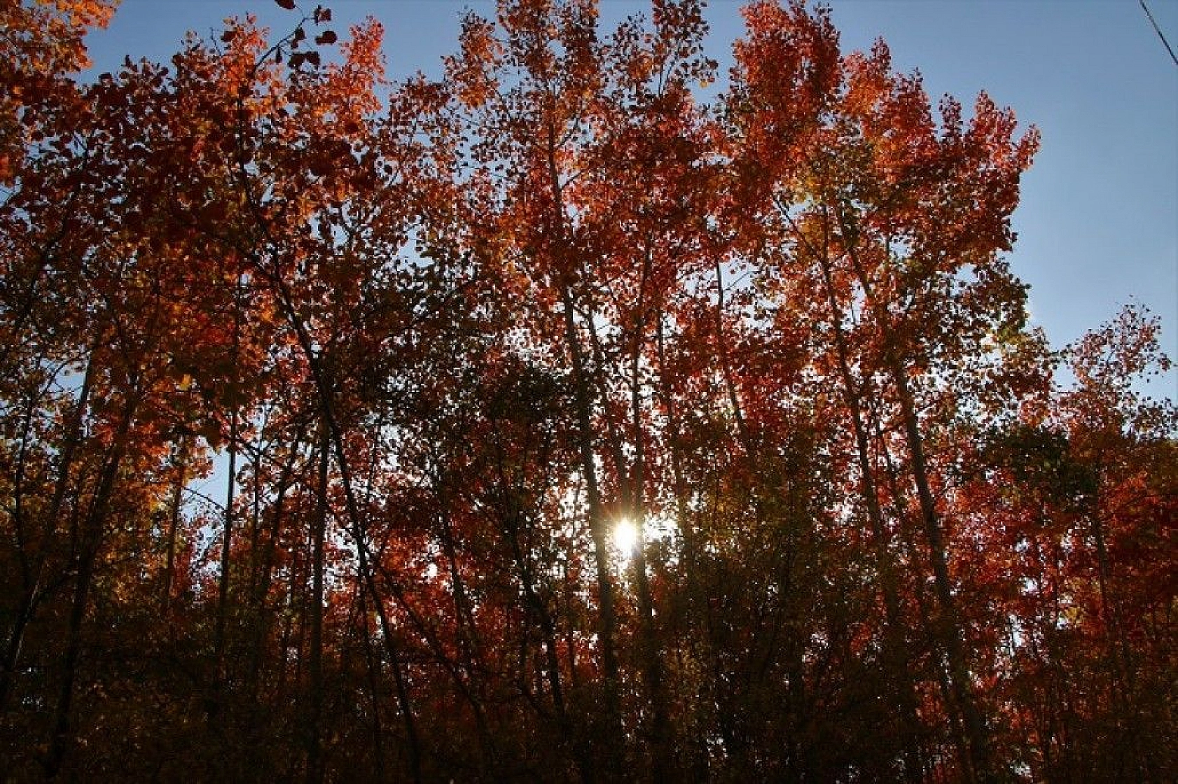 Elazığ'da sonbaharda rengarenk olan ağaçlar havadan görüntülendi