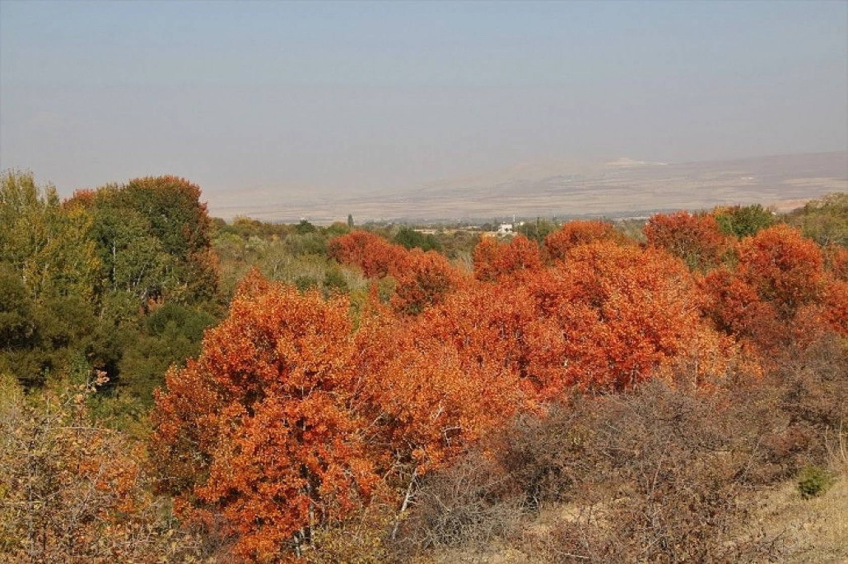 Elazığ'da sonbaharda rengarenk olan ağaçlar havadan görüntülendi