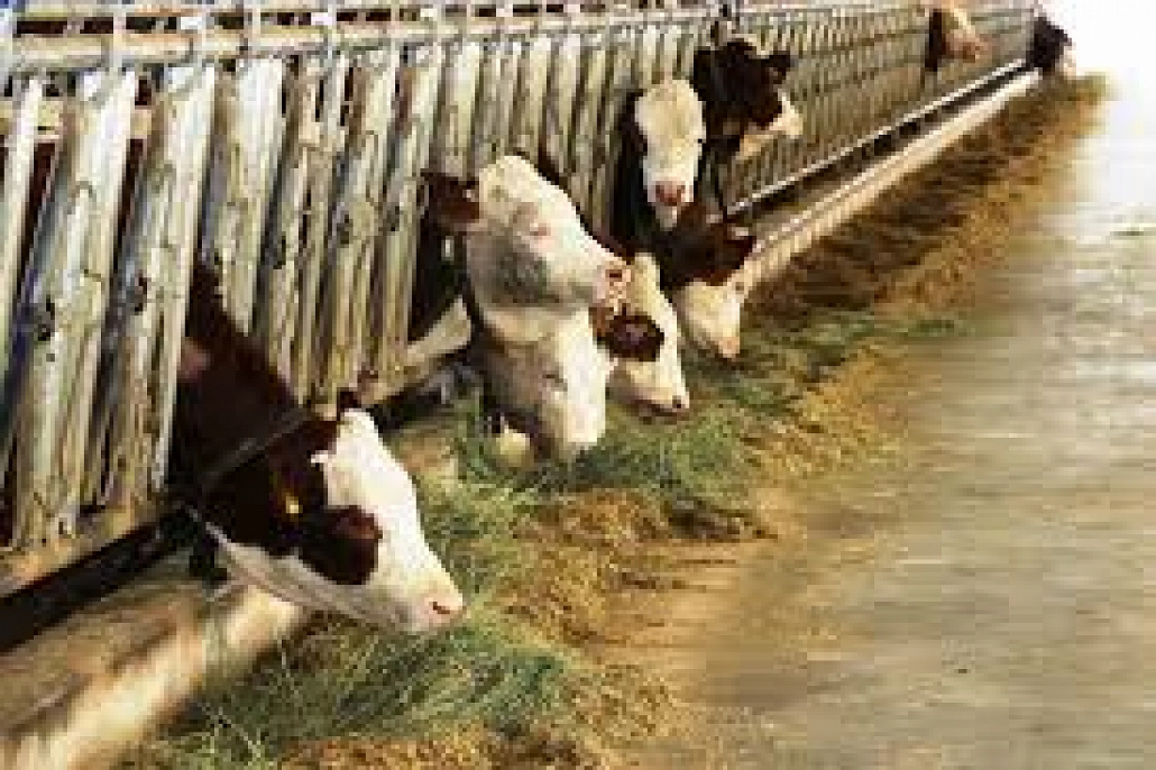 Elazığ, Malatya, Adıyaman, Hatay, Kahramanmaraş, Adana, Diyarbakır, Şanlıurfa Müjde!