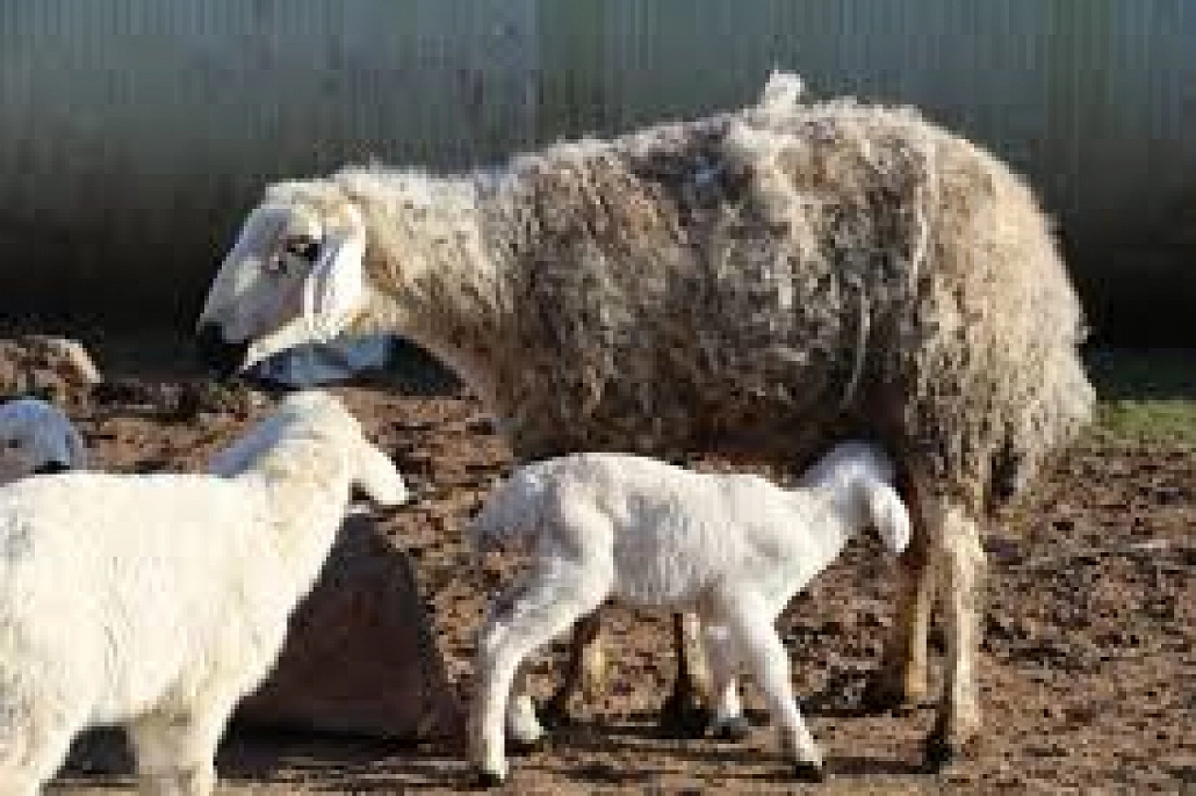 Elazığ, Malatya, Adıyaman, Hatay, Kahramanmaraş, Adana, Diyarbakır, Şanlıurfa Müjde!