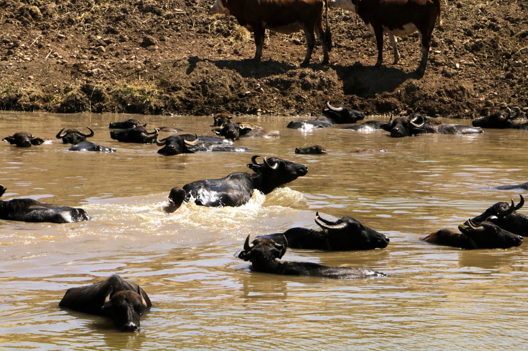 Eyyam-ı Bahur Türkiye'yi Afrika'ya Çevirdi, Komşu İlimizde Müthiş Kareler Ortaya Çıktı