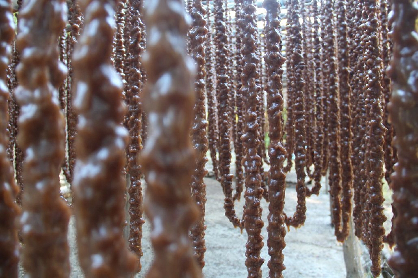 Elazığ orciği Almanya, Hollanda ve Amerika sofralarında