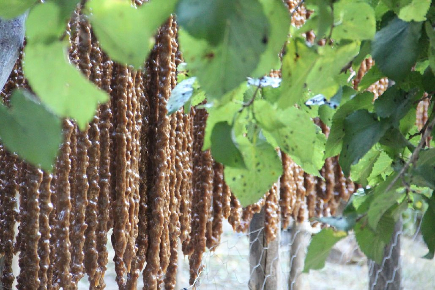 Elazığ orciği Almanya, Hollanda ve Amerika sofralarında