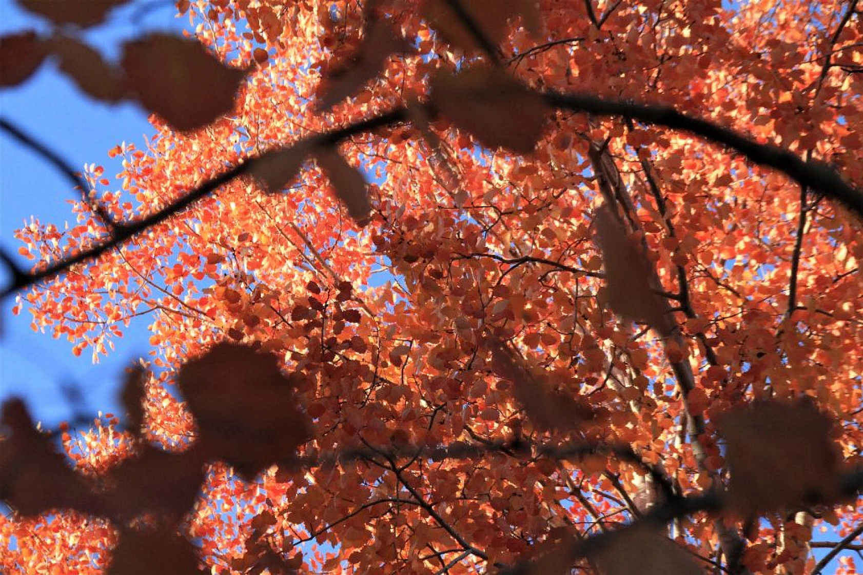Elazığ'da sonbahar güzelliği