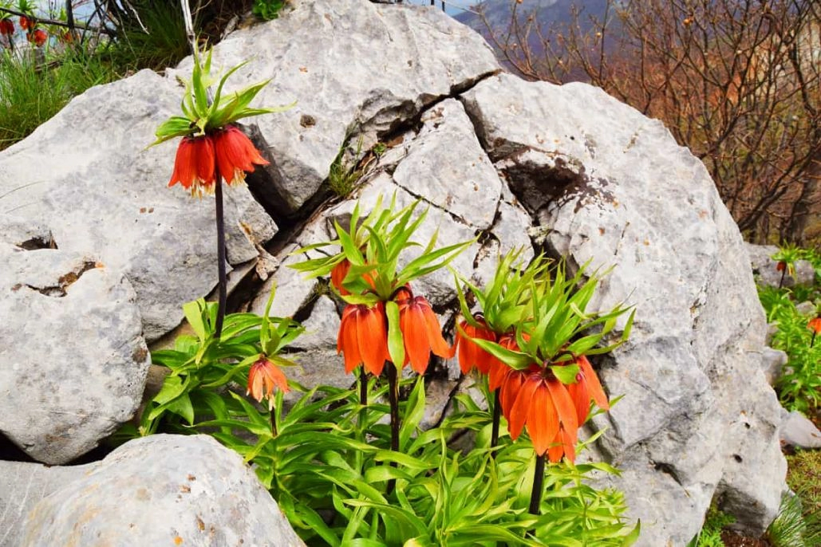 Cebinizde 244 bin lira olmadan bu çiçeği kopartmayın