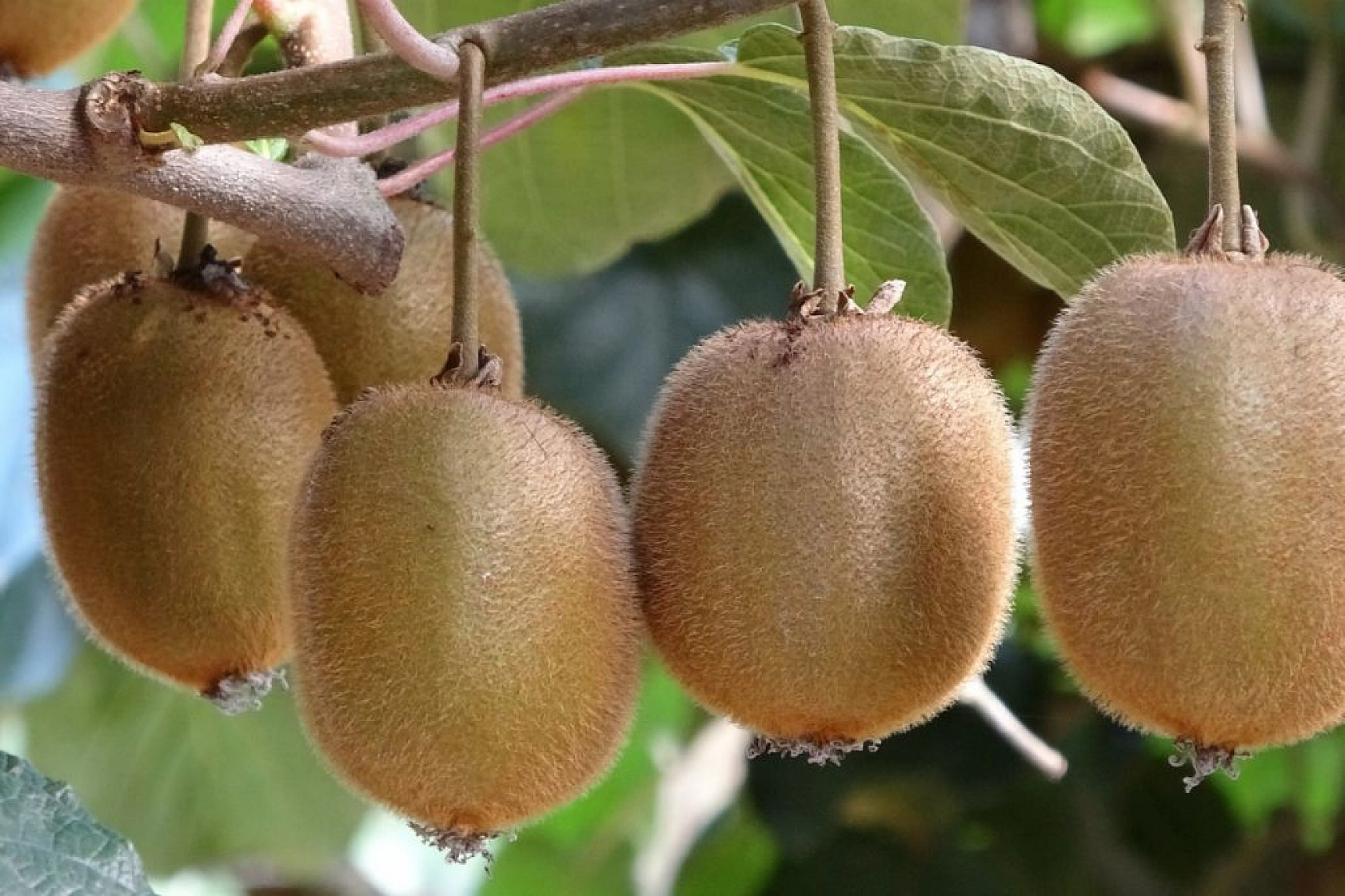 Kış aylarında bağışıklık sistemini güçlendiren 8 besin!