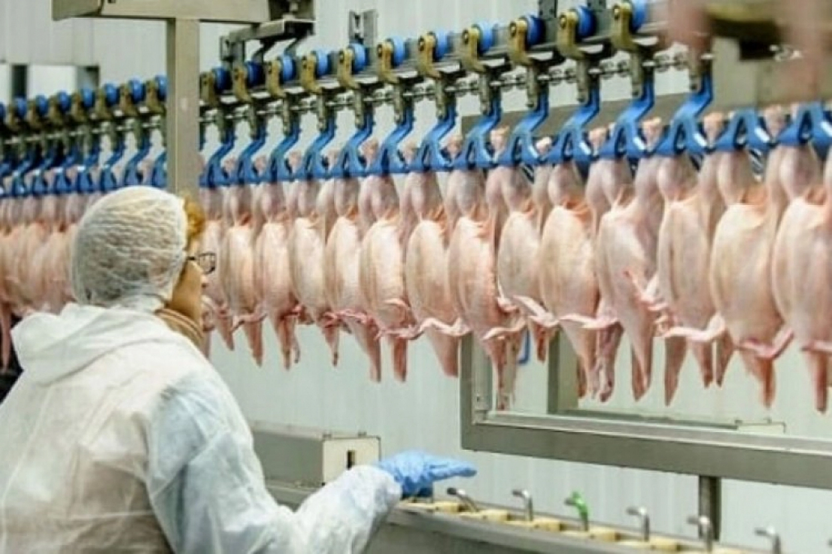 Zamlardan Sonra Tavuğa Yasak Geliyor!