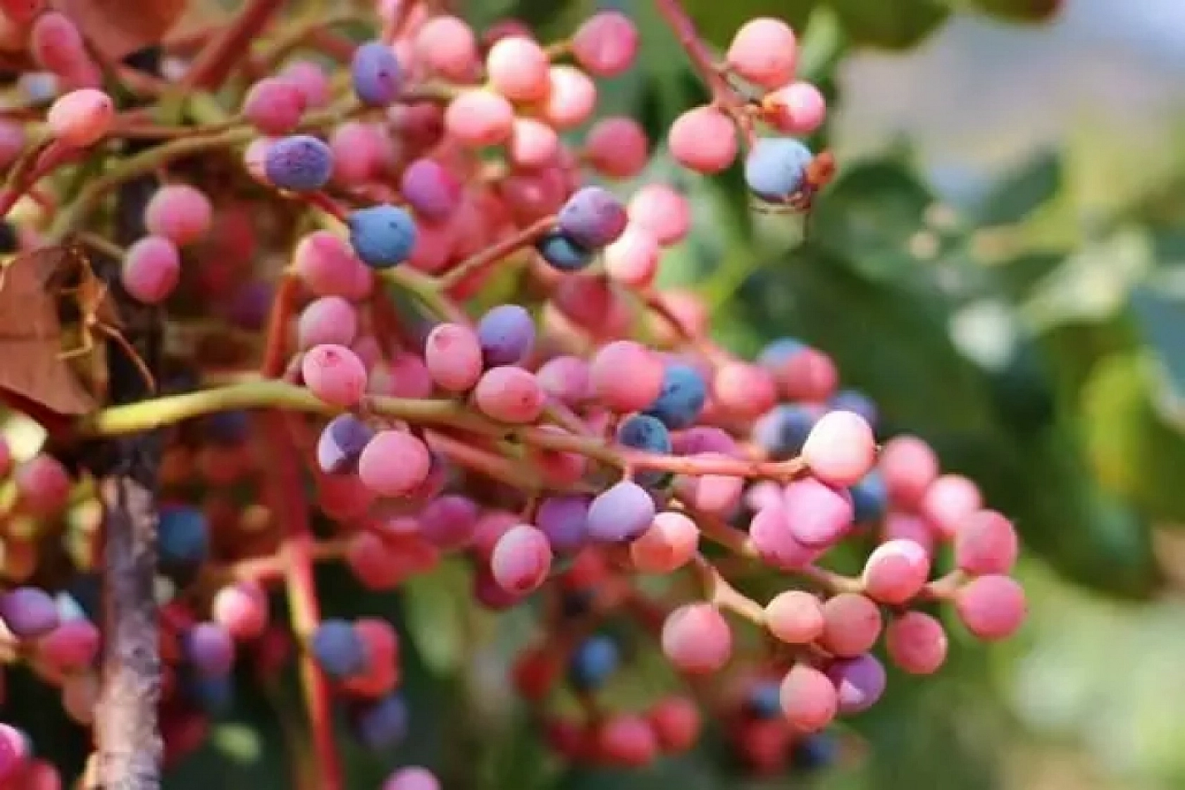Elazığ'da yapılıyor... Bir kez içen artık vazgeçemiyor, tam bir şifa deposu
