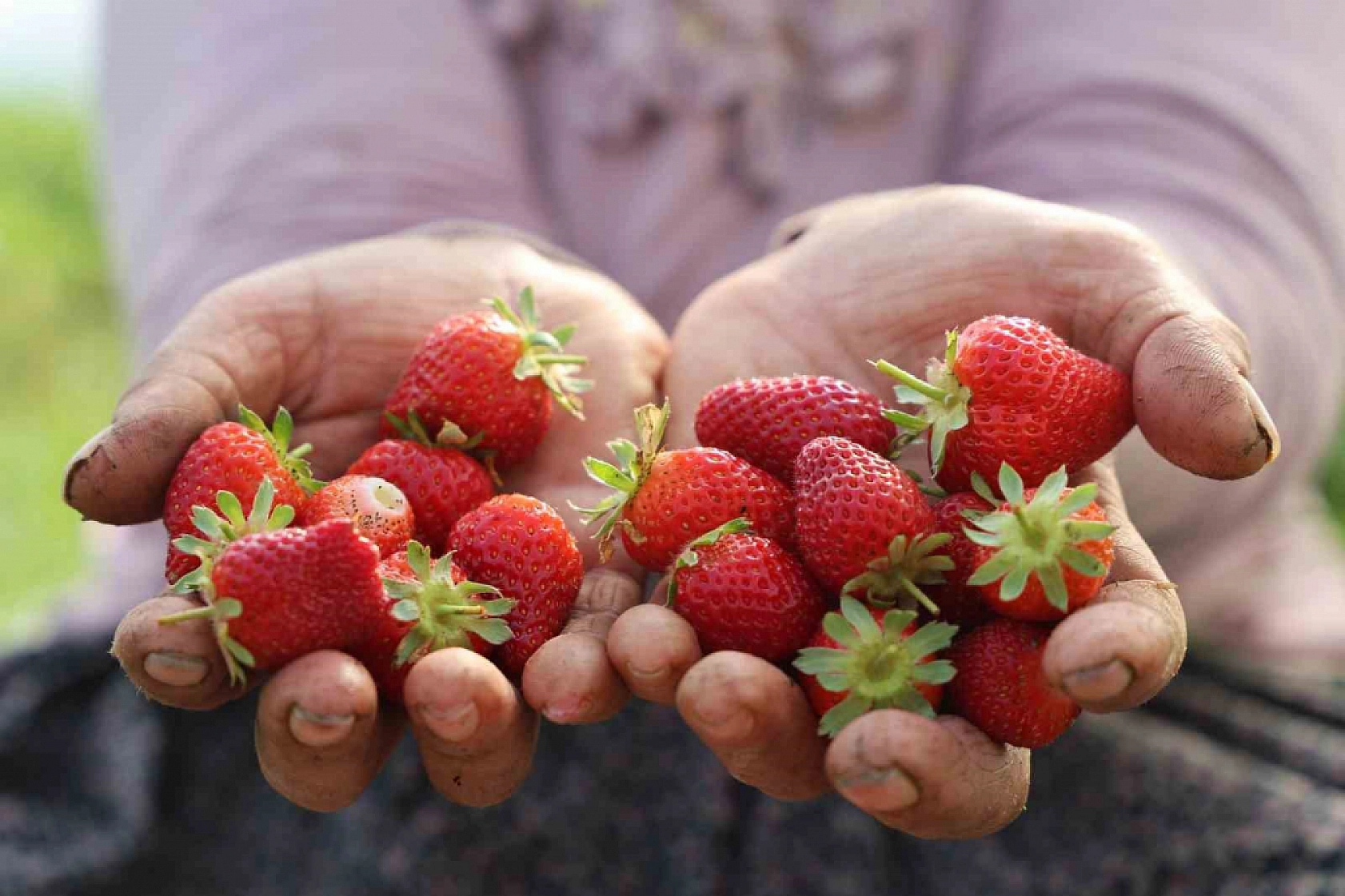 Elazığ'da Arabasına Binen Oraya Gidiyor: Yetişen Alır Kısa Zaman Sonra Bitecek