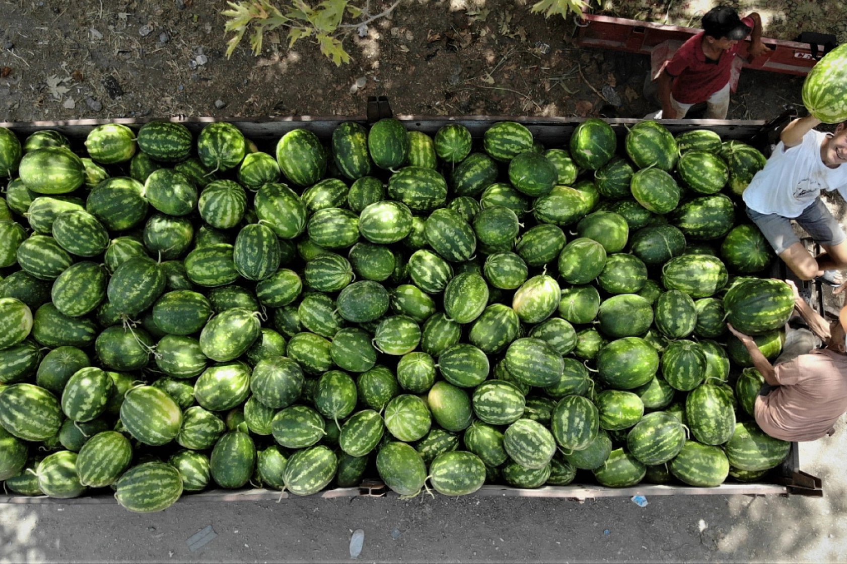 Elazığ'da Herkes Onu Bekliyor: Kısa Zamanda Tezgahlarda Yer Bulacak Tadı Ve Lezzetiyle Yazın Vazgeçilmezi Olacak