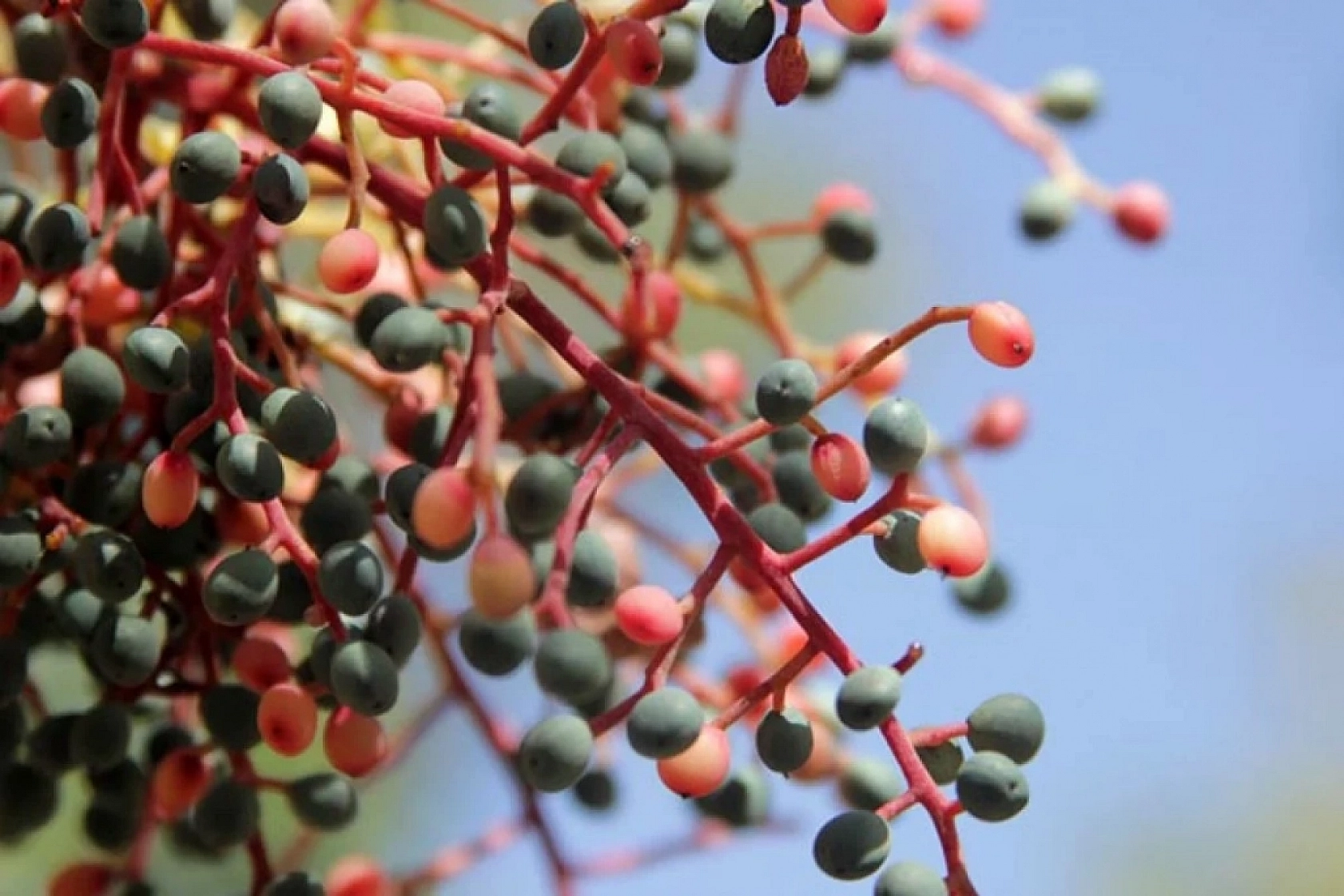 Elazığ'da yapılıyor... Bir kez içen artık vazgeçemiyor, tam bir şifa deposu