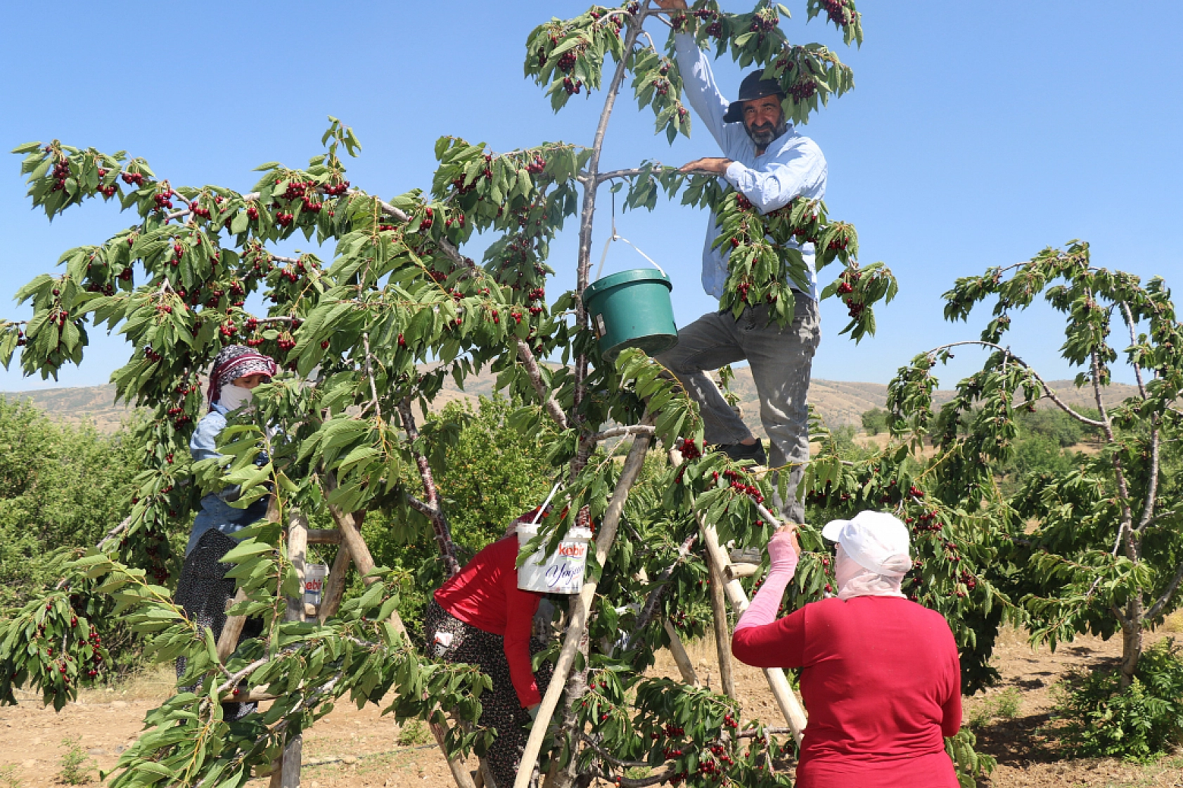 Elazığ'da Sezon Başladı Her Yerde Göreceksiniz